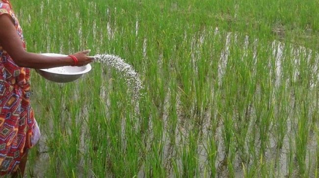 युरिया मलकाे चरम अभाव, चोरी निकासी र कालो बजारी बढ्यो