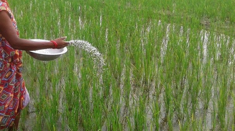 युरिया मलकाे चरम अभाव, चोरी निकासी र कालो बजारी बढ्यो