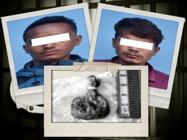 भालुको पित्तसहित पक्राउ