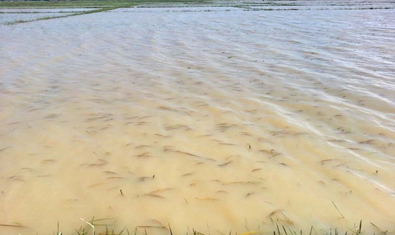 अविरल वर्षाका कारण चार हजार हेक्टर धानबाली डुबान