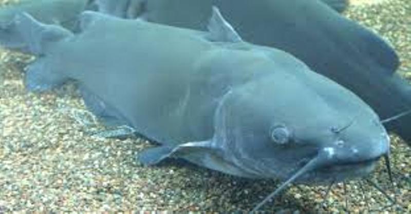 भन्सार कर्मचारीको मिलेमतोमा पाल्न प्रतिबन्धित मुंग्री माछा आयत