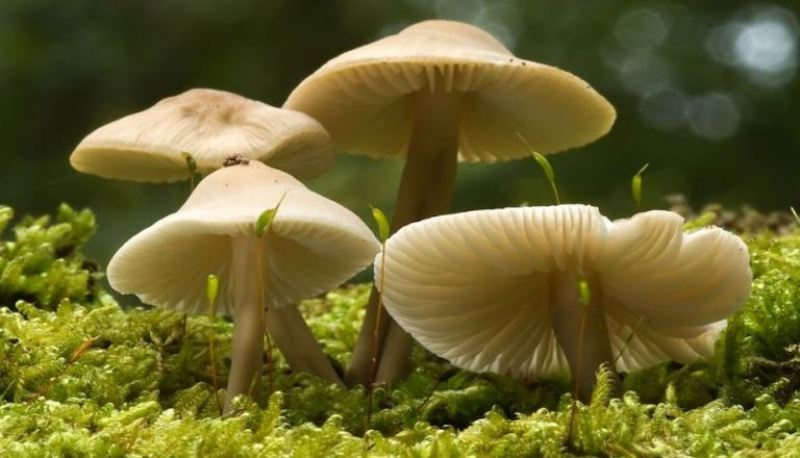 च्याउ खाँदा बिरामी परेका एकै घरका थप तीनको मृत्यु