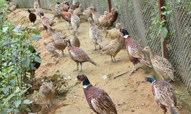 सुन्तलाको पकेट क्षेत्रमा कालिज पालन