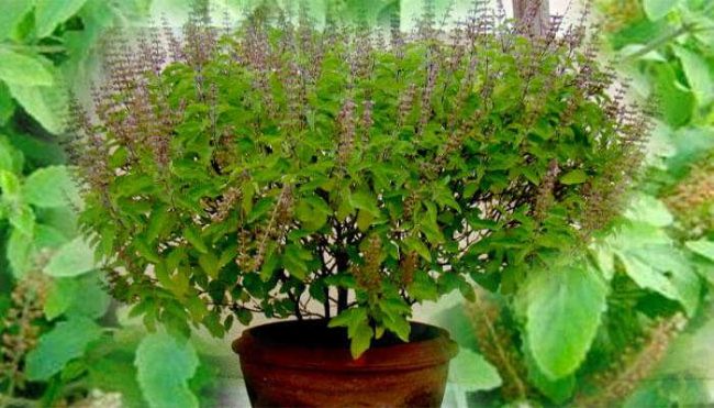 घर घरमा रोपियो तुलसी