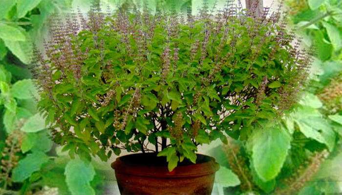 घर घरमा रोपियो तुलसी