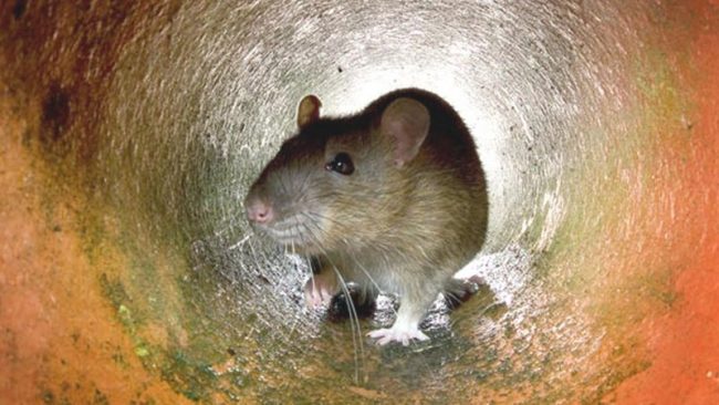 वन मासेर बसेको नयाँ बस्तीमा ‘रोग सार्ने पशुपक्षी फैलिन्छन्