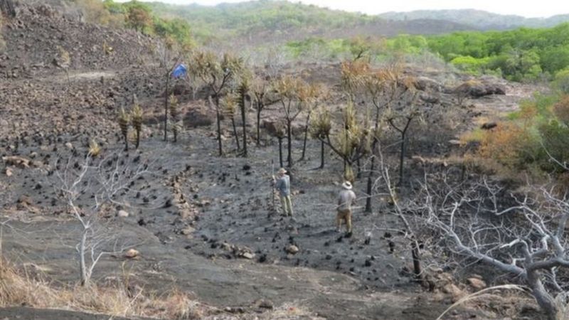 अस्ट्रेलियामा दुई हजार वर्ष पहिले केरा खेती हुने गरेको प्रमाण भेटियो