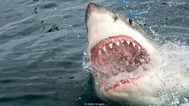 ती व्यक्ति जसले खतरनाक शार्कसँग लडेर श्रीमतीलाई बचाए