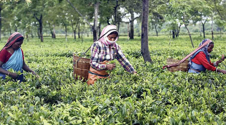 मौसमले साथ दिँदा बढ्यो चिया उत्पादन