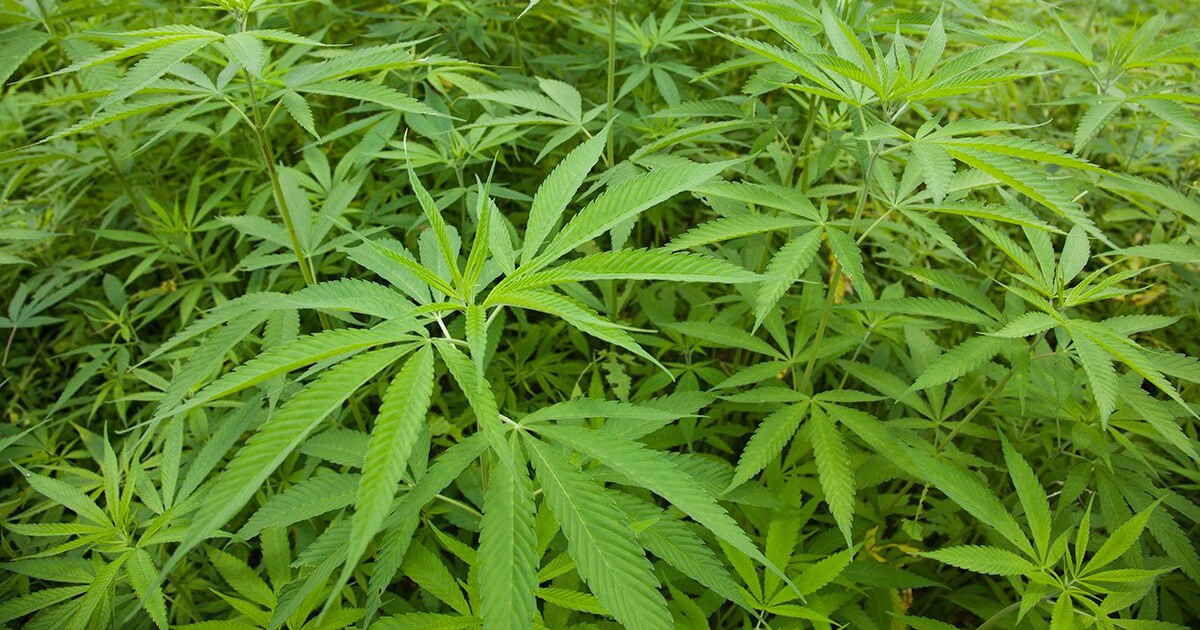 पाँच हजार गाँजाका बोट नष्ट