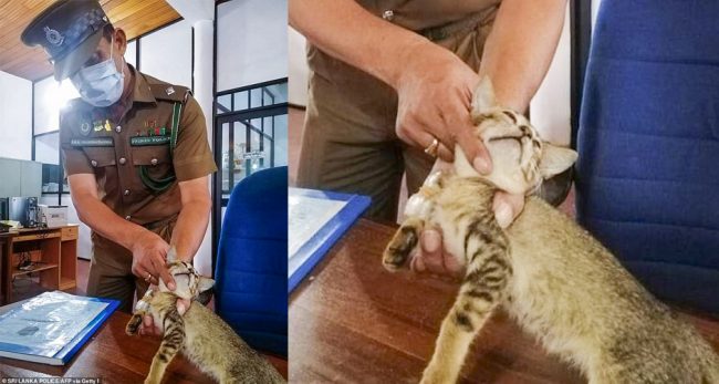 गम्भीर अपराधमा बिरालो गिरफ्तार, जेलबाटै फरार !