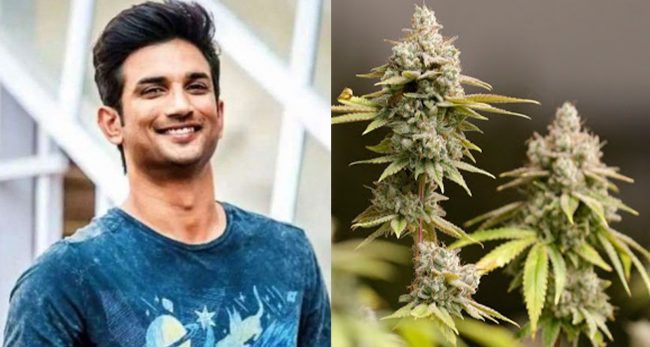 सुशान्त सिंह राजपुतको मृत्युमा गाँजाको प्रवेश, हाउसकिपरको बयानले सनसनी