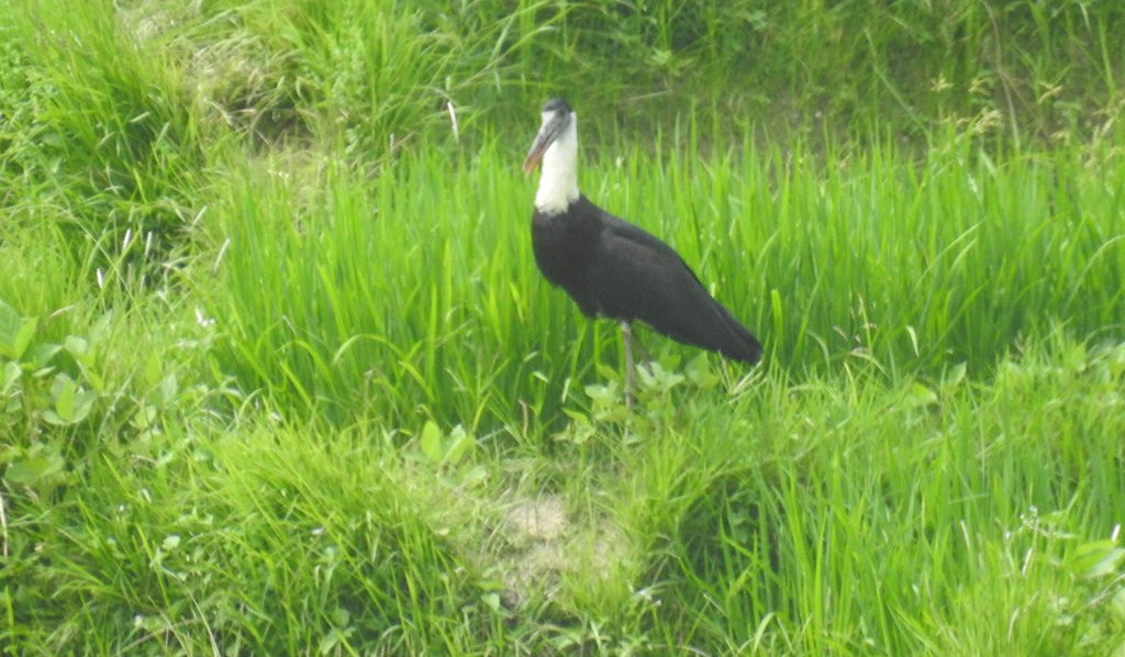 विश्वमै लोपोन्मुख अवस्थामा रहेको ‘लोभीपापी’ जाजरकोटमा भेटियोे