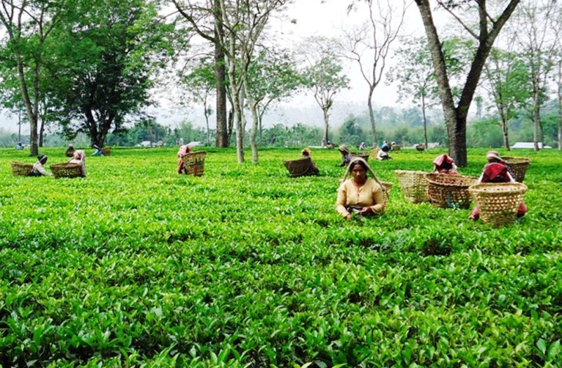 झापाका चिया श्रमिकले गरे ज्याला वृद्धिको माग