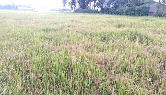 पर्सामा १० प्रतिशत धानबालीमा कीराको प्रकोप
