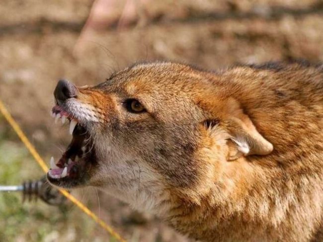 जुत्ता चोर्ने अनौठो स्याल