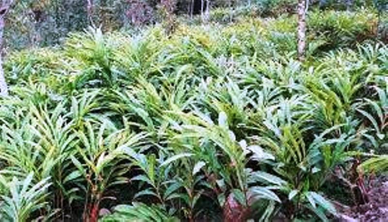 किसानलाई अलैँचीको चटारो, उत्पादन बढ्यो, भाउ छैन