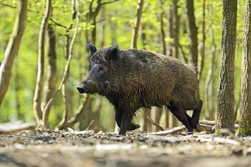 जंगली जनावरका कारण अन्नबाली क्षति हुँदा किसान चिन्तित