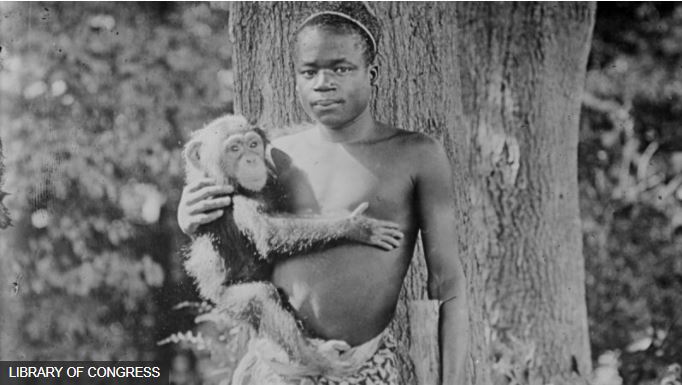 मानिसलाई बाँदरसँगै पिँजडामा राखेकोमा न्यूयोर्कको चिडियाखानाले १०० वर्षपछि माफी माग्यो