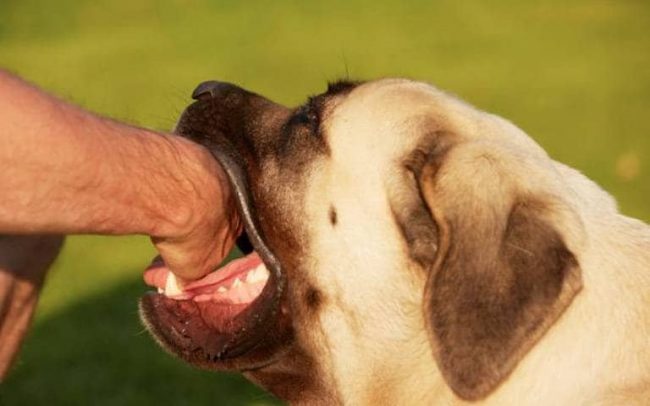 सन् २०३० सम्ममा रेविज रोगबाट हुने मृत्यु शून्यमा झार्ने लक्ष्य