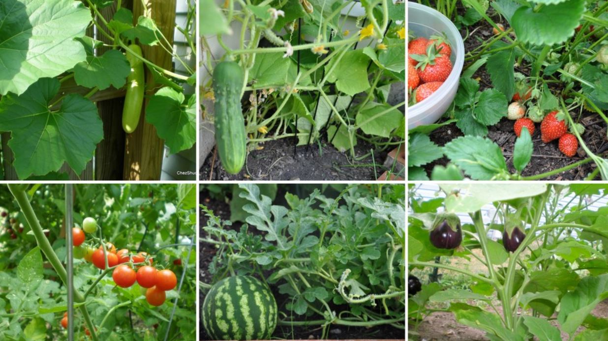 कृषि उत्पादन अन्तर्राष्ट्रिय बजारमा पुर्‍याइने