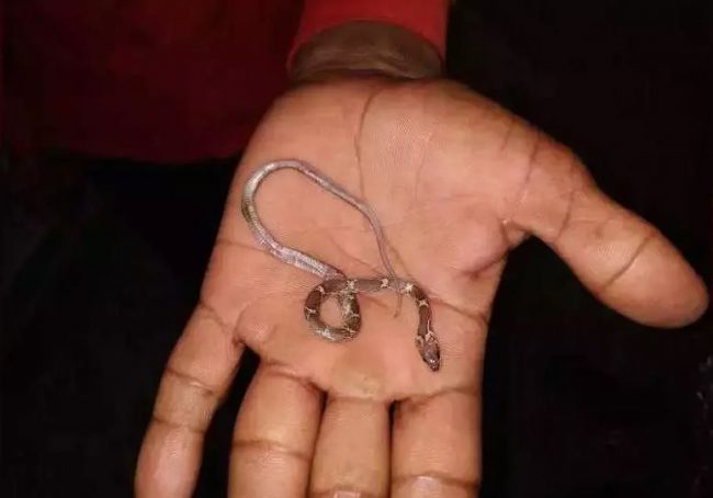 बालकले खेल्दाखेल्दै जिउँदै सर्प निले, आमाले मुखमा पुच्छर देखेपछि तानेर निकालिन्