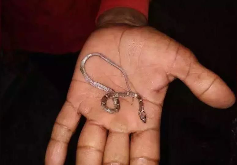 बालकले खेल्दाखेल्दै जिउँदै सर्प निले, आमाले मुखमा पुच्छर देखेपछि तानेर निकालिन्