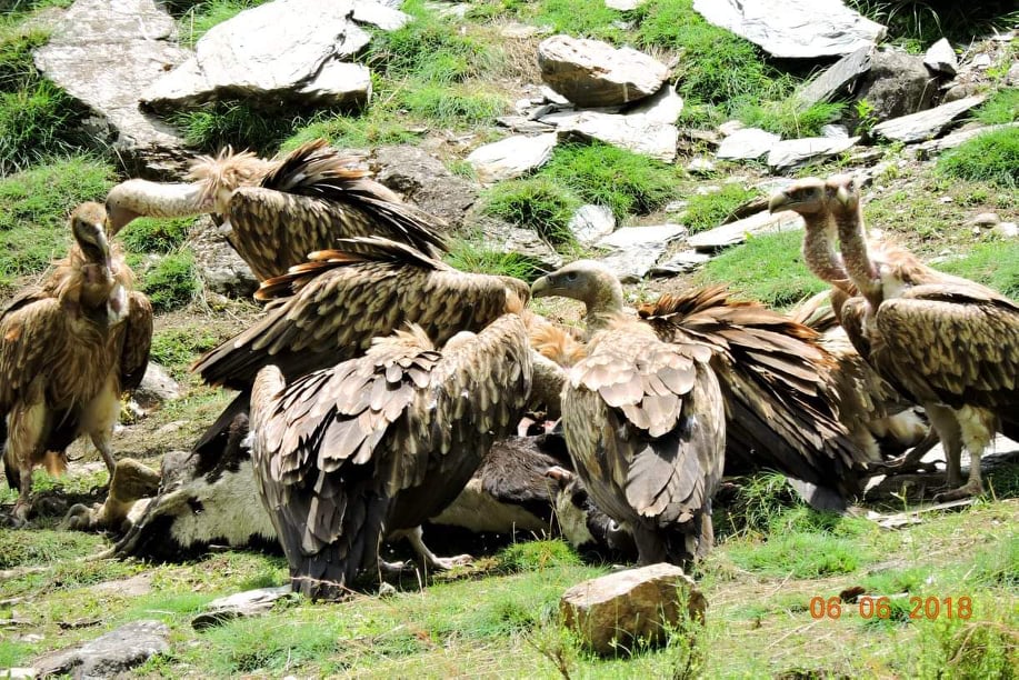 जाजरकोटमा गिद्ध गणना