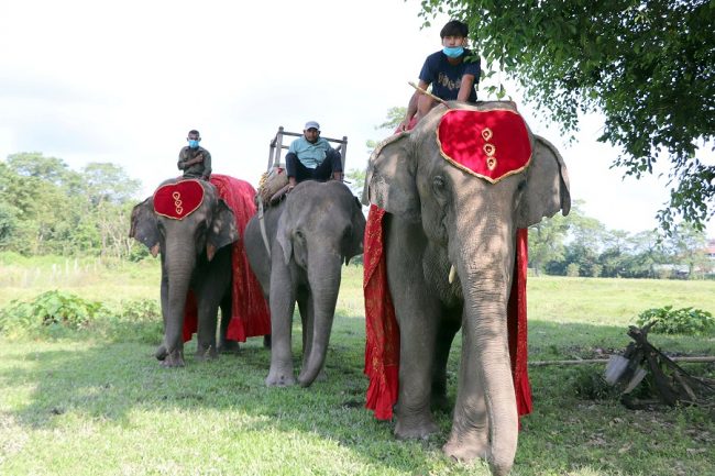 सौराहाका हात्तीको व्यवस्थापन अब एकै ठाउँबाट