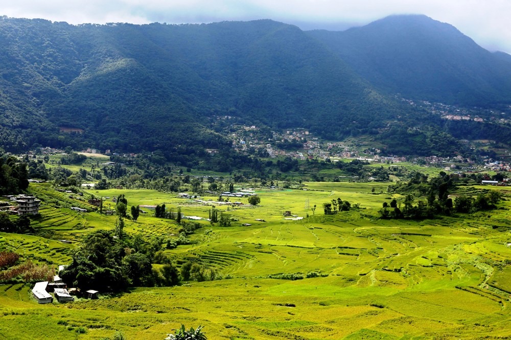 पाक्नै लागेको धान