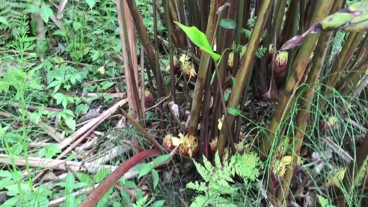 अब नेपालमै अलैँची प्रसोधन, मंसिरबाट सुरु हुने