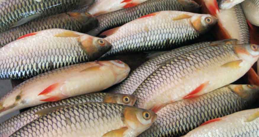 पाइन छाडे असला माछा