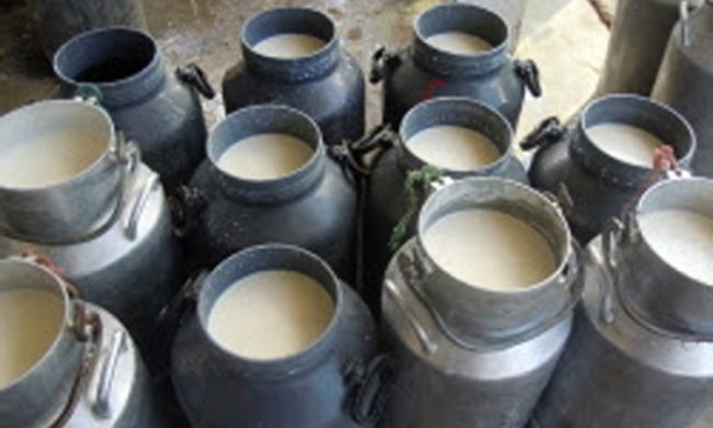 ६० किसान मिलेर डेरी सञ्चालन