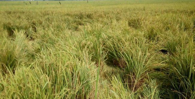 धानको न्यूनतम समर्थन मूल्यले किसानको धेरै समस्या समाधान हुने कृषि मन्त्रालयको दावी
