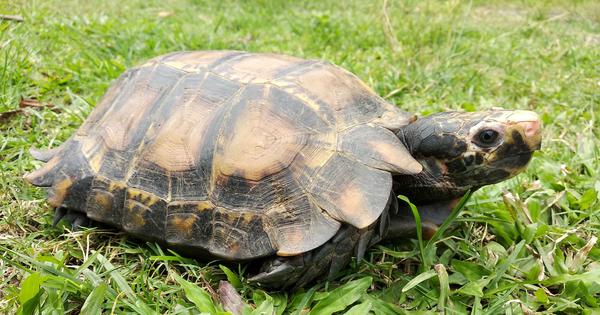 दोलई खोलामा कछुवा फेला