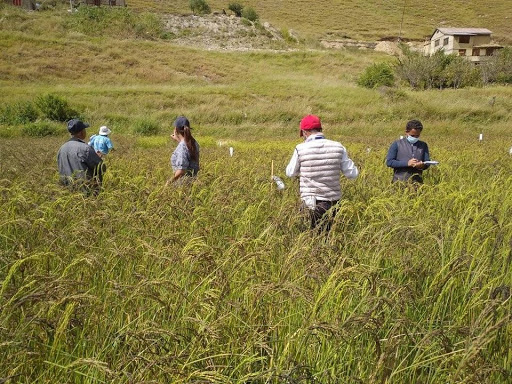 मार्सी धान भित्र्याउन चटारो
