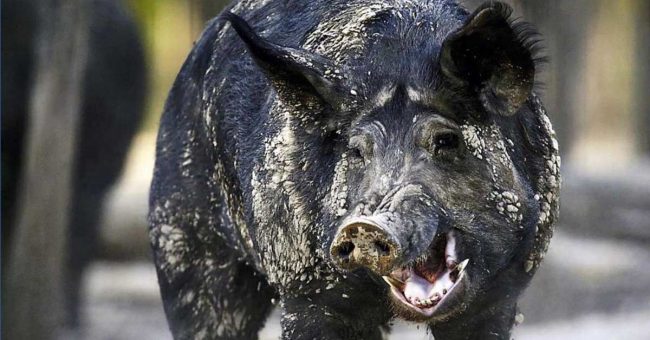 जंगली बँदेलले साढे २७ लाखको लागूऔषध नष्ट गरिदिए, अपराधीलाई पनि प्रहरीकहाँ पुर्‍याए