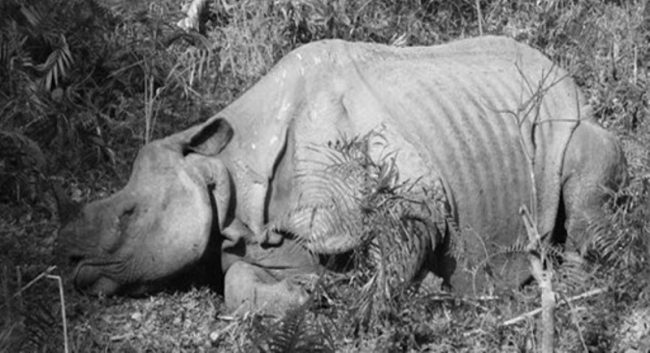 तस्करद्वारा एक सिंगे गैंडा मारियो