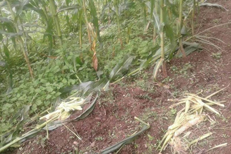 कृषक खेतमै रातभर जाग्राम