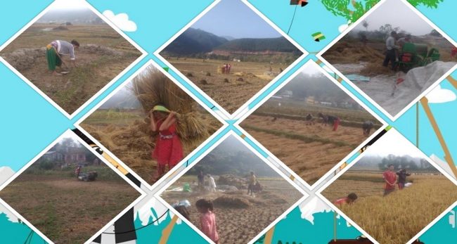 कोरोना, कात्तिक र दशैंसँगै हुँदा किसानले भने, ‘सोचे झैँ जिन्दगी रैनछ’