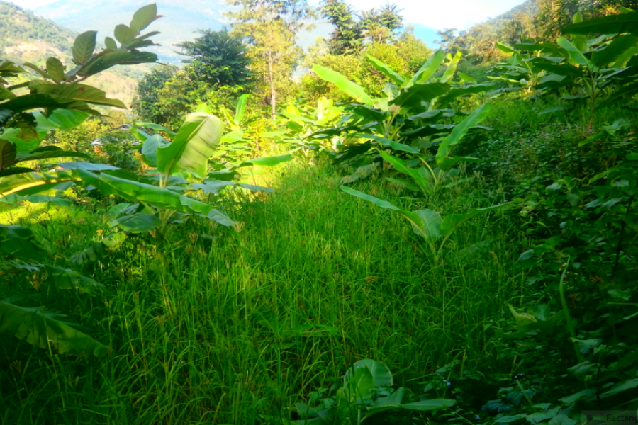 बाँझो जग्गामा मिश्रित खेती, मनग्गे आम्दानी