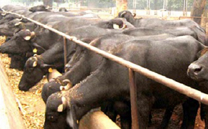 महिलाको आम्दानीको स्रोत बन्दै भैँसीपालन