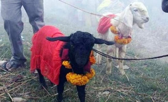 डोटीका शक्तिपीठमा दिइएन पशुबली