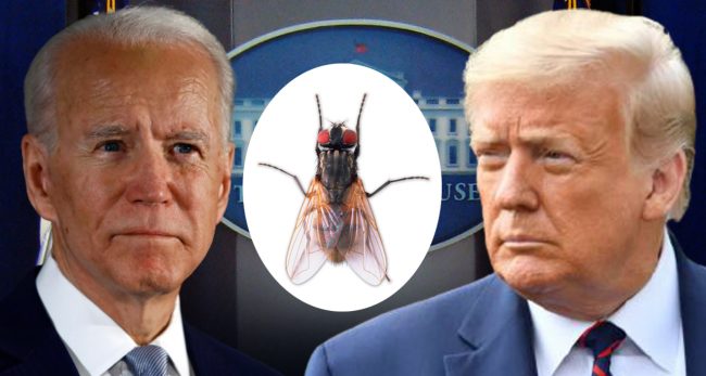 अमेरिकी राष्ट्रपति निर्वाचनमा ‘झिंगा’को लडाइँ !