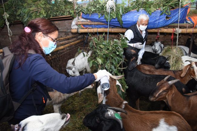 दशैंका लागि काठमाडौं ल्याइएका खसी निरोगी