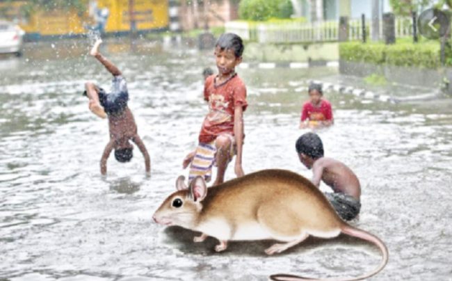 श्रीलङ्कामा मुसे ज्वरोबाट यो वर्ष ७० भन्दा बढीको मृत्यु, छ हजारभन्दा बढी सङ्क्रमित