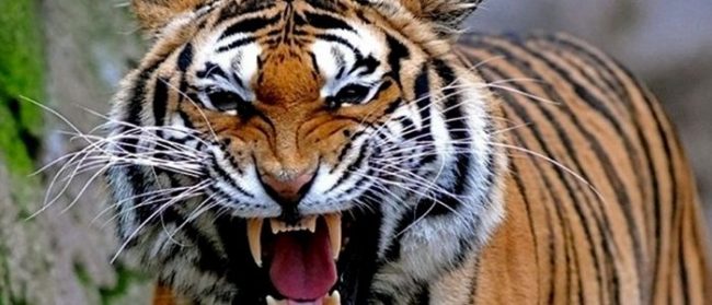 तनहुँमा  चितुवा आतङ्क, स्थानीयवासी त्रसित