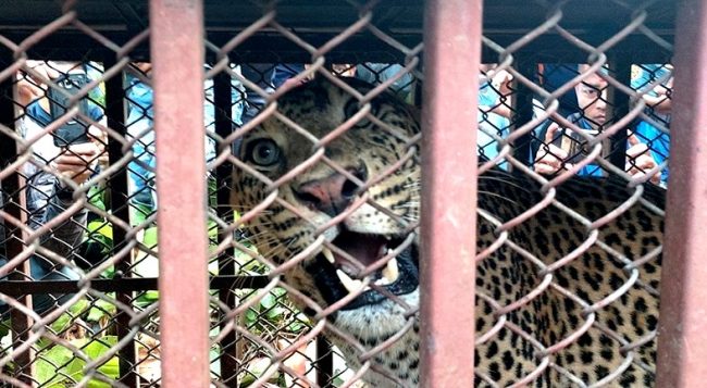 तनहुँमा खोरमा पर्यो चितुवा