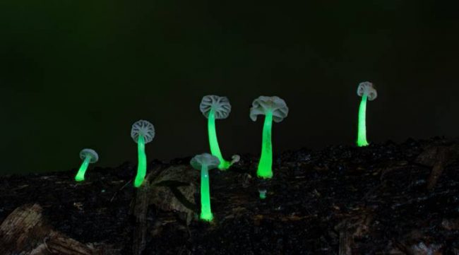 रातको समयमा बत्तीले जस्तै प्रकाश छोड्ने च्याउ भेटियो