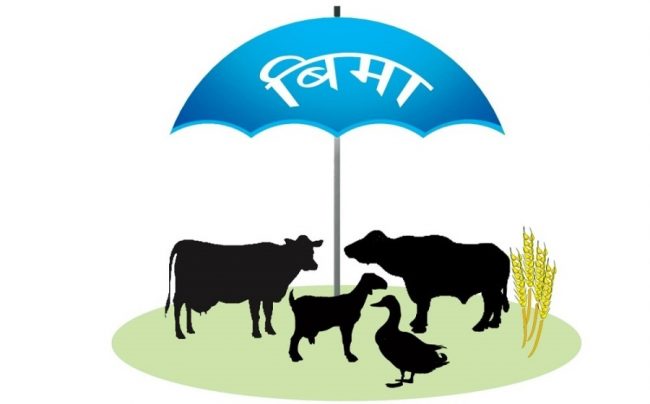 तनहुँमा पशु बीमा निःशुल्क